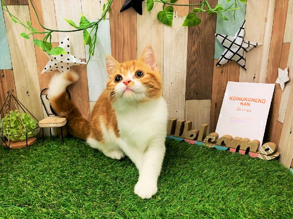 スコティッシュフォールドの詳細情報 ペットを探す ペットワールド アミーゴ