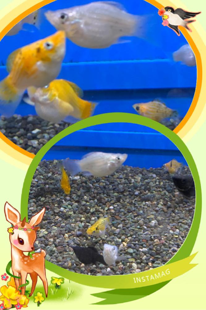 淡水魚 プラティ モーリーの詳細情報 ペットを探す ペットワールド アミーゴ