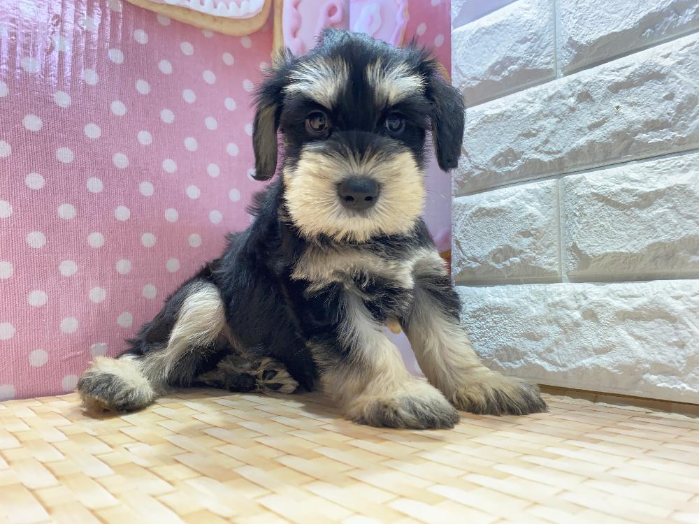 ミニチュア シュナウザーの詳細情報 ペットを探す ペットワールド アミーゴ