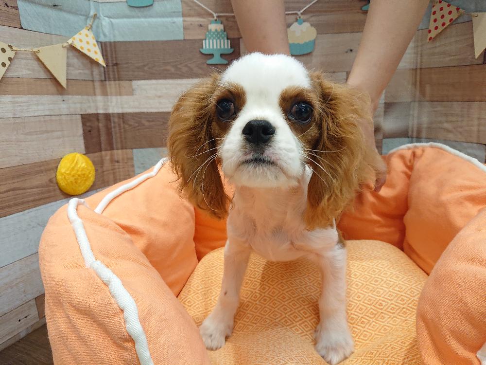 キャバリア キング チャールズ スパニエルの詳細情報 ペットを探す ペットワールド アミーゴ