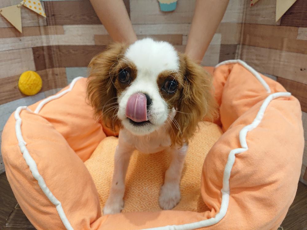 キャバリア キング チャールズ スパニエルの詳細情報 ペットを探す ペットワールド アミーゴ