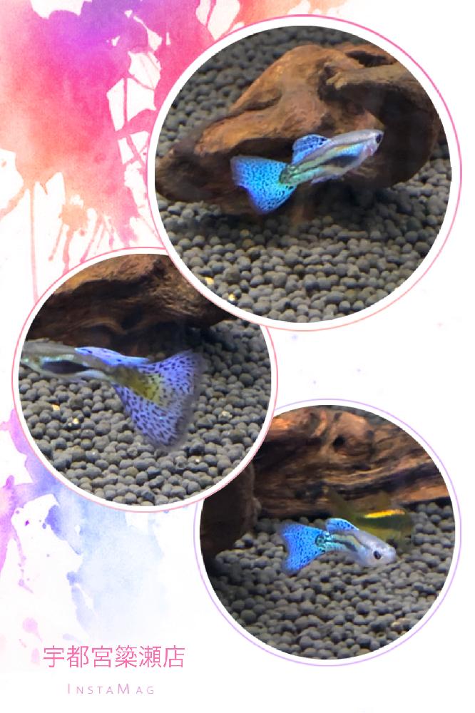 淡水魚 グッピーの詳細情報 ペットを探す ペットワールド アミーゴ