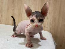 ねこちゃん特集 ペットを探す ペットワールド アミーゴ