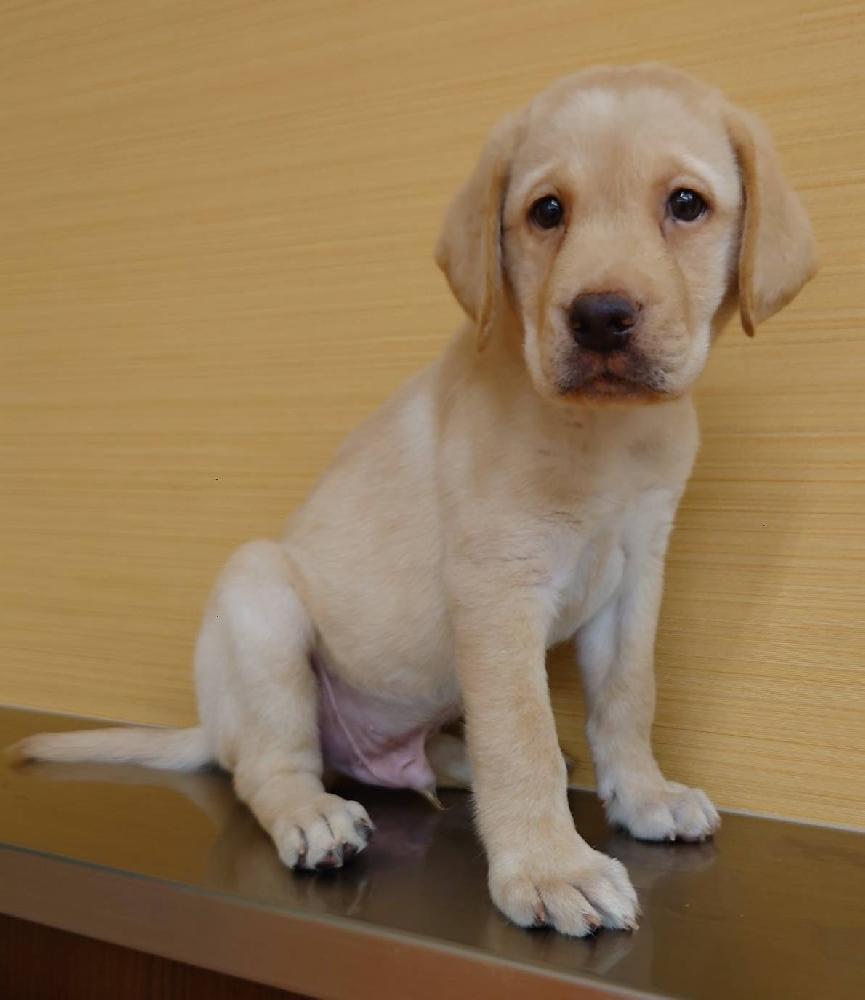 ラブラドール レトリバーの詳細情報 ペットを探す ペットワールド アミーゴ