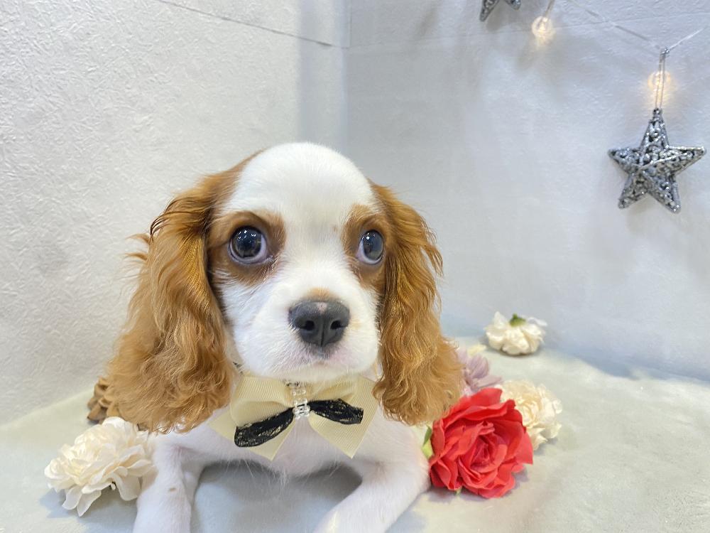 nao様❤キャバリア 印鑑スタンド♡ nao様❤キャバリア 印鑑スタンド♡