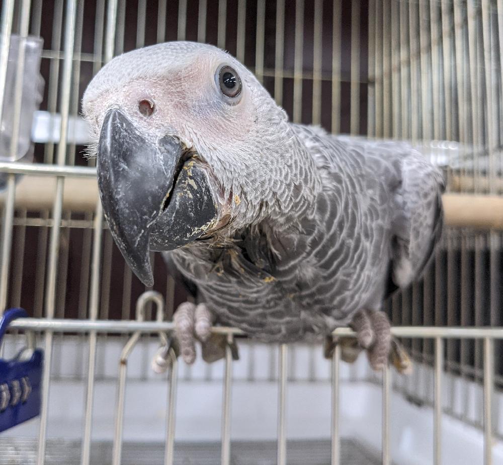 鳥 大型インコ オウムの詳細情報 ペットを探す ペットワールド アミーゴ