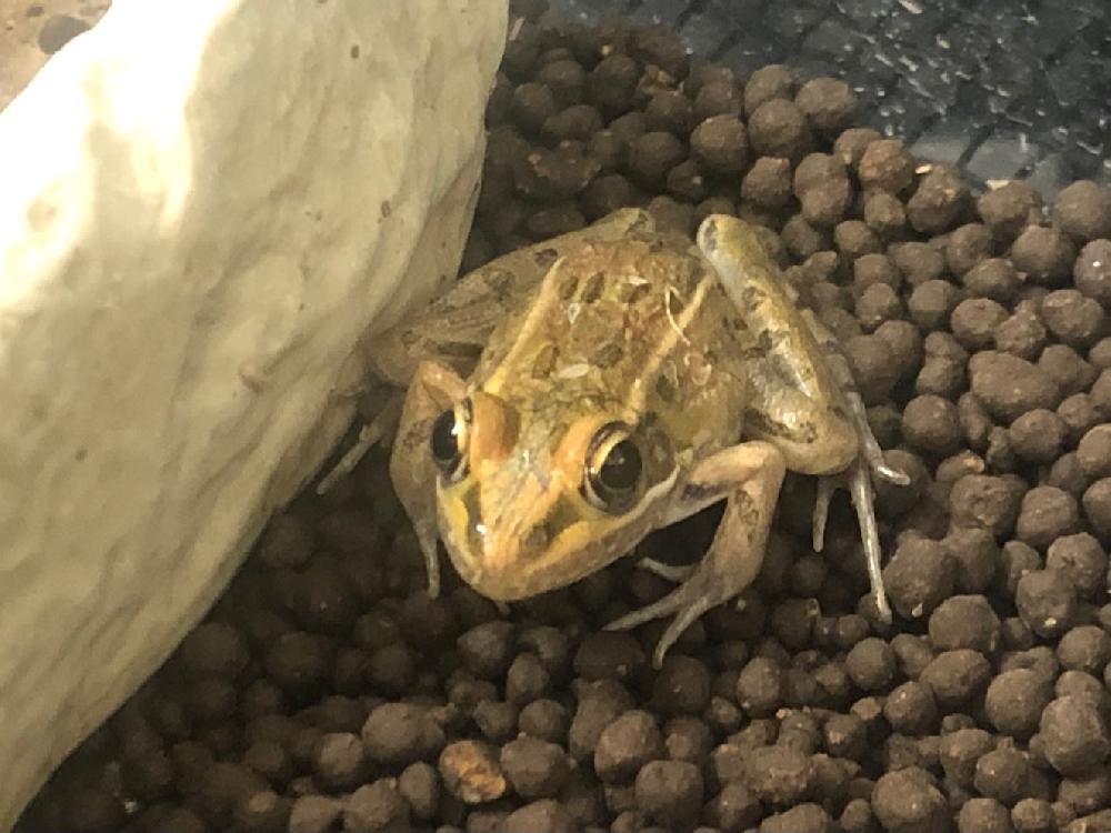 両生類 その他カエルの詳細情報 ペットを探す ペットワールド アミーゴ