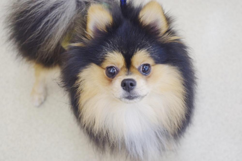 ポメラニアンの詳細情報 ペットを探す ペットワールド アミーゴ