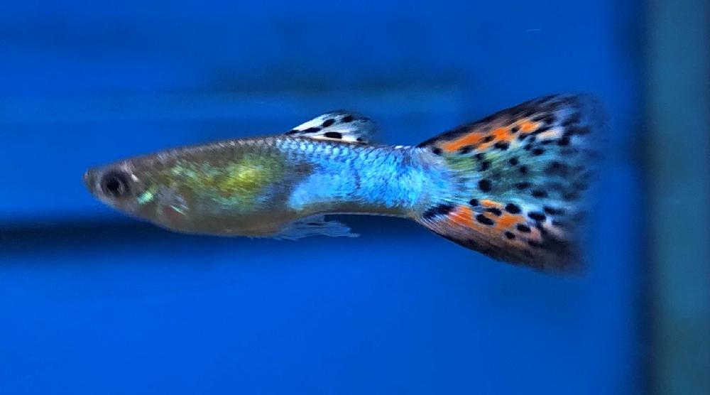 淡水魚 グッピーの詳細情報 ペットを探す ペットワールド アミーゴ