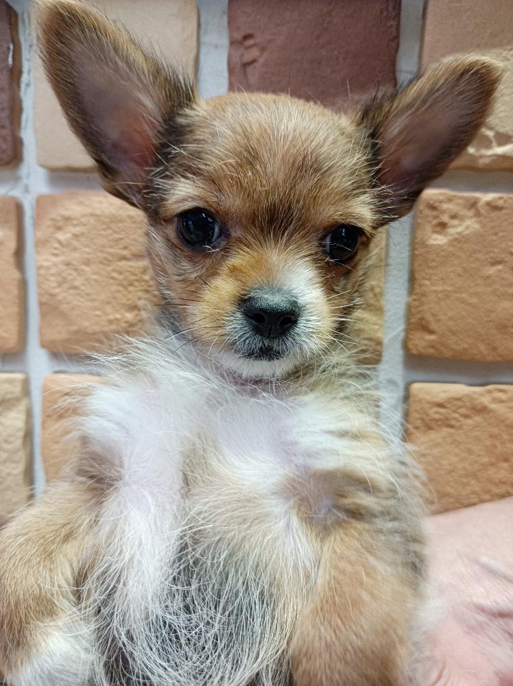 ミックス犬の詳細情報 ペットを探す ペットワールド アミーゴ