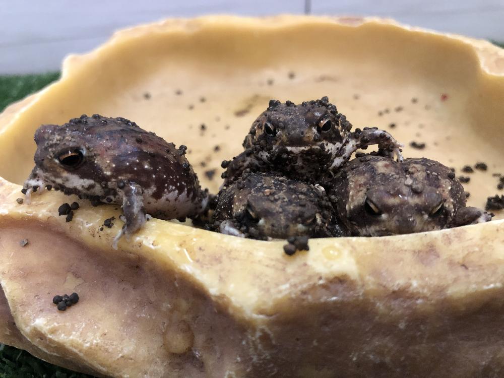 両生類 その他カエルの詳細情報 ペットを探す ペットワールド アミーゴ