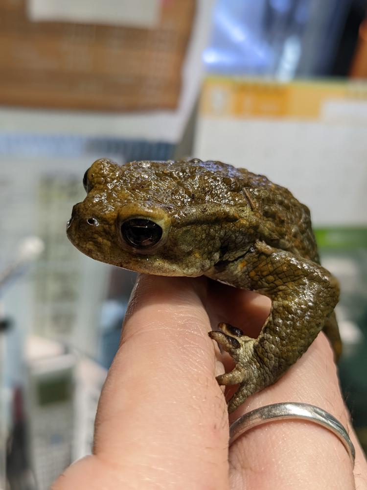 両生類 その他カエルの詳細情報 ペットを探す ペットワールド アミーゴ