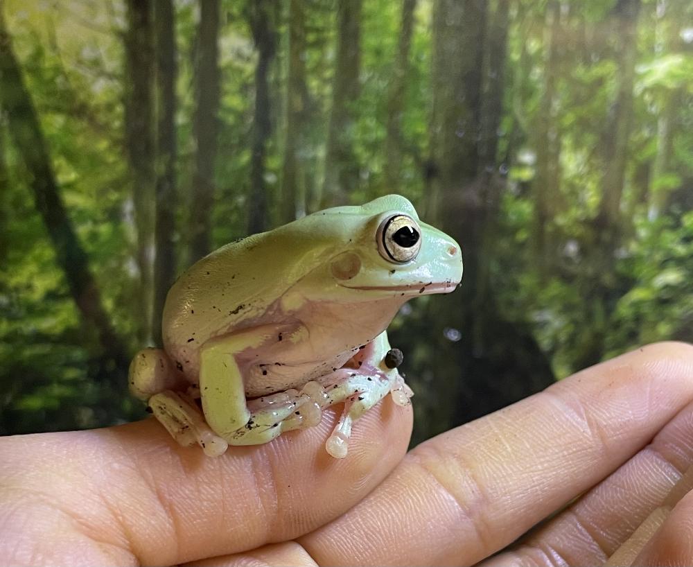 両生類 その他カエルの詳細情報 ペットを探す ペットワールド アミーゴ