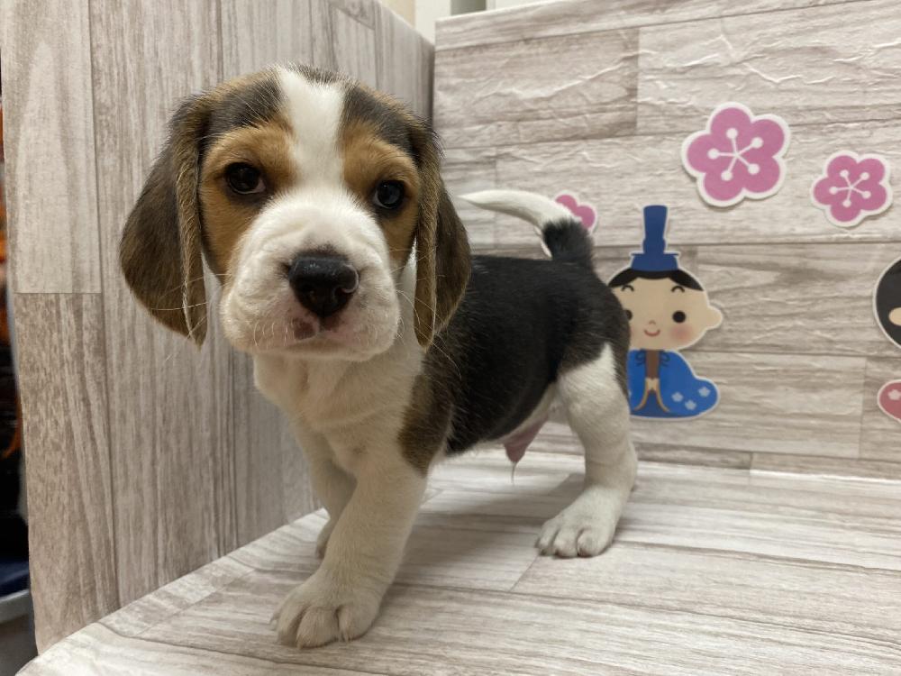 ビーグルの詳細情報 ペットを探す ペットワールド アミーゴ