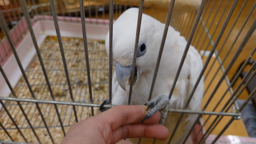 鳥 大型インコ オウムの詳細情報 ペットを探す ペットワールド アミーゴ