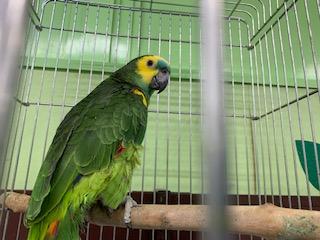 鳥 大型インコ オウムの詳細情報 ペットを探す ペットワールド アミーゴ