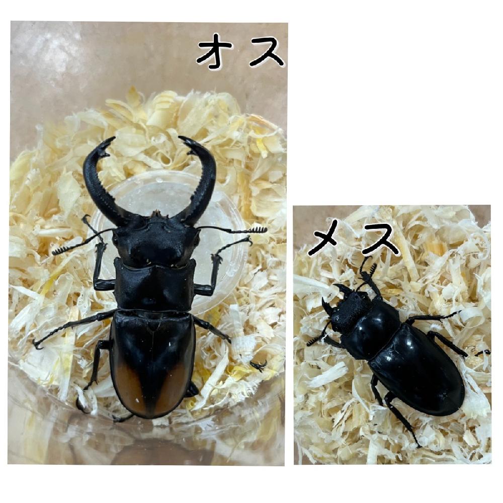 昆虫 クワガタ虫の詳細情報 ペットを探す ペットワールド アミーゴ