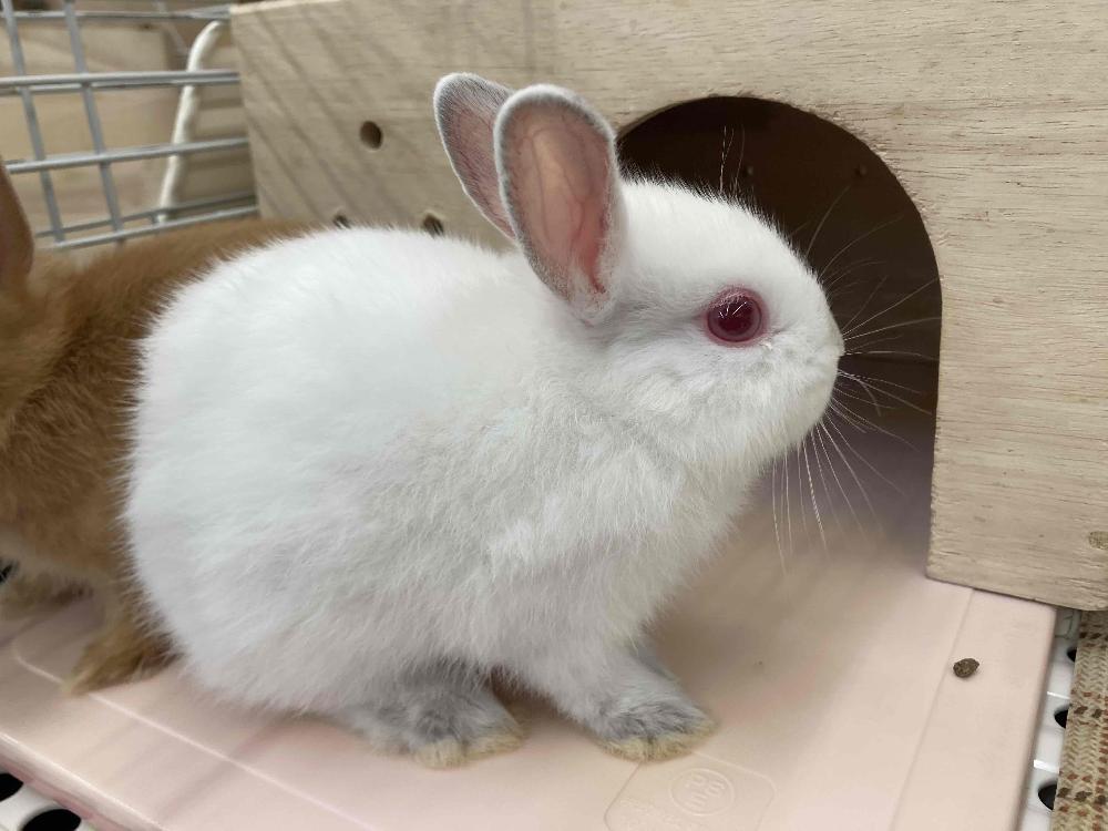哺乳類 うさぎの詳細情報 ペットを探す ペットワールド アミーゴ