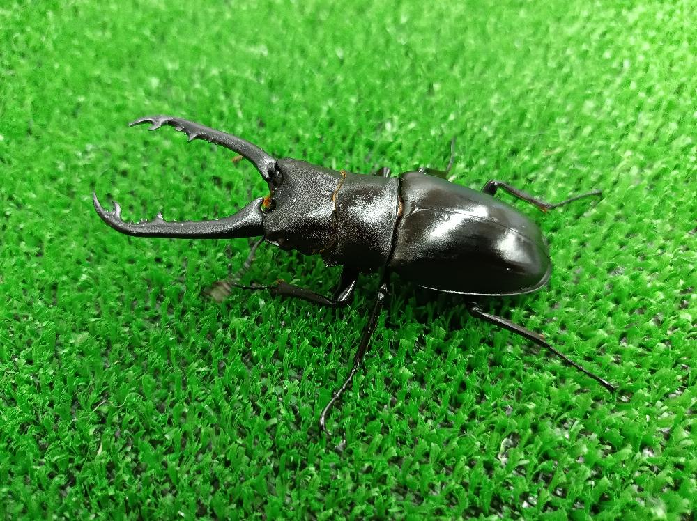 昆虫 クワガタ虫の詳細情報 ペットを探す ペットワールド アミーゴ