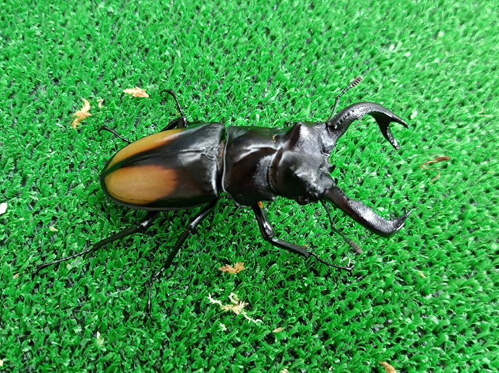 昆虫 クワガタ虫の詳細情報 ペットを探す ペットワールド アミーゴ