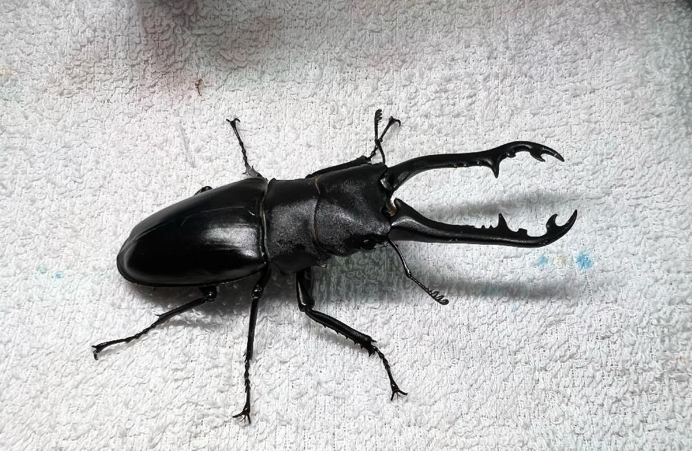 昆虫 クワガタ虫の詳細情報 ペットを探す ペットワールド アミーゴ