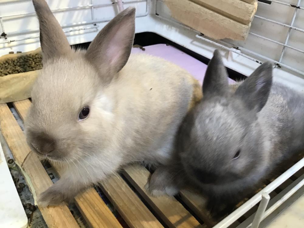 哺乳類 うさぎの詳細情報 ペットを探す ペットワールド アミーゴ