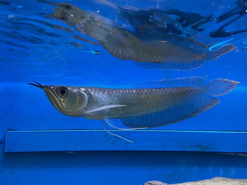 淡水魚 古代魚 ナマズの詳細情報 ペットを探す ペットワールド アミーゴ