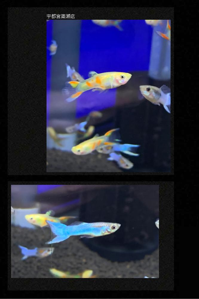 淡水魚 グッピーの詳細情報 ペットを探す ペットワールド アミーゴ