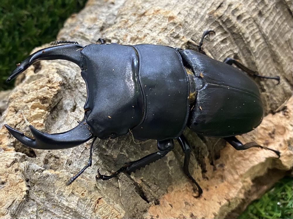 昆虫 クワガタ虫の詳細情報 ペットを探す ペットワールド アミーゴ