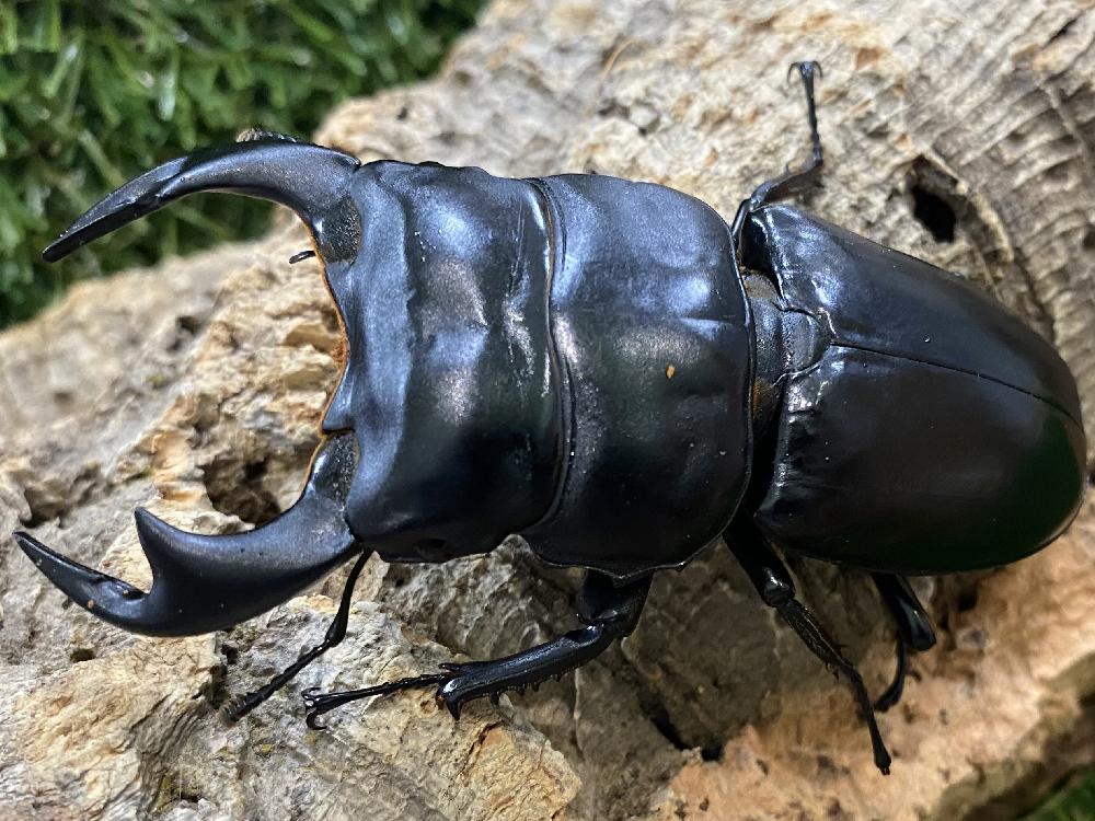 昆虫 クワガタ虫の詳細情報 ペットを探す ペットワールド アミーゴ