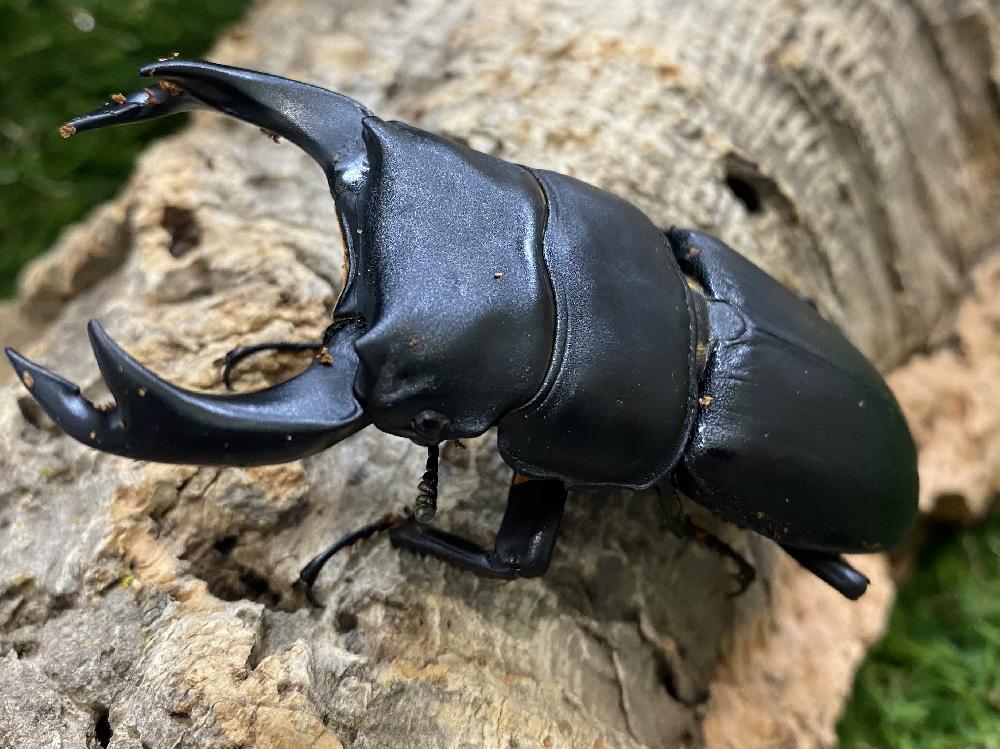 昆虫 クワガタ虫の詳細情報 ペットを探す ペットワールド アミーゴ