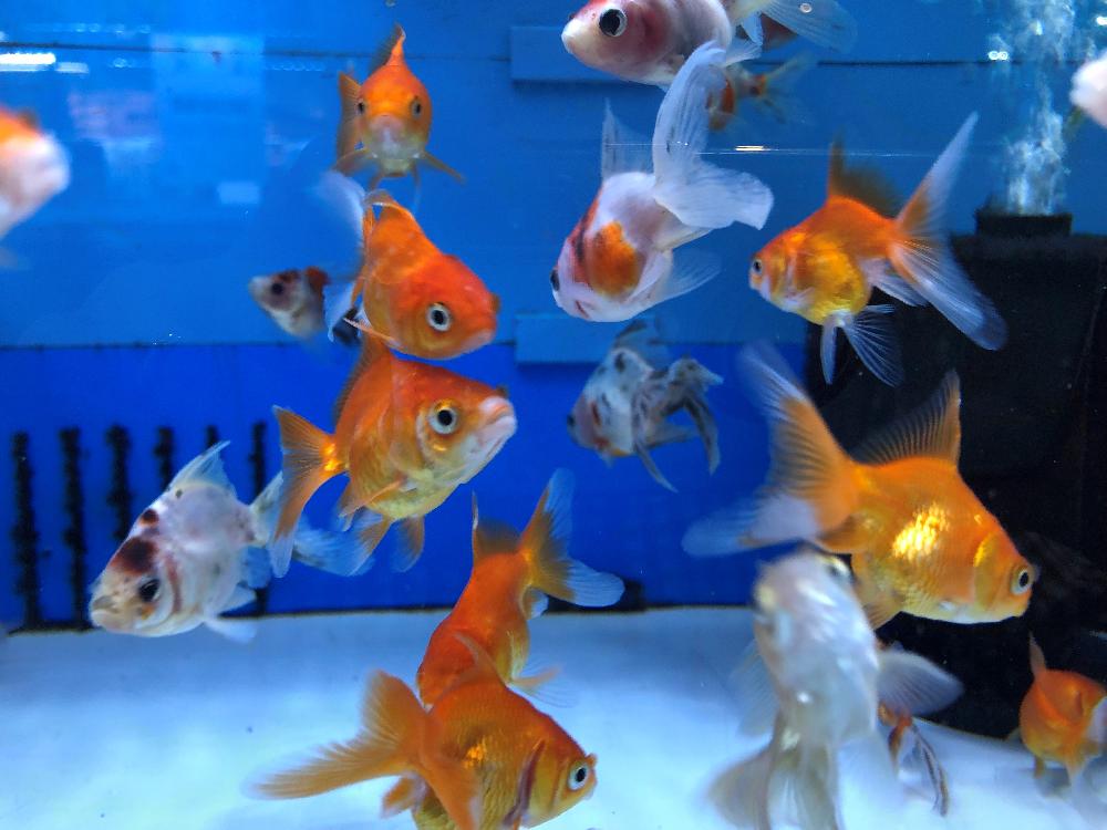 金魚 の詳細情報 ペットを探す ペットワールド アミーゴ