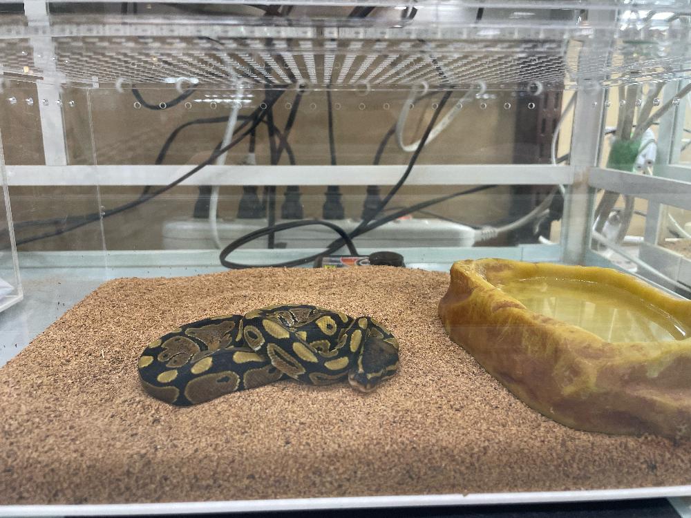爬虫類】ヘビの詳細情報 | ペットを探す | ペットワールド アミーゴ