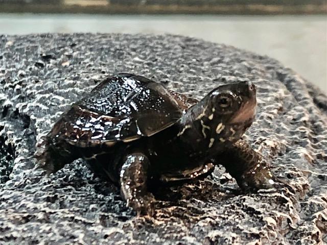 爬虫類 水棲カメの詳細情報 ペットを探す ペットワールド アミーゴ