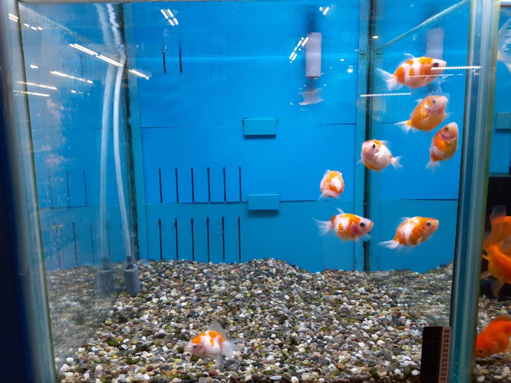 金魚 の詳細情報 ペットを探す ペットワールド アミーゴ