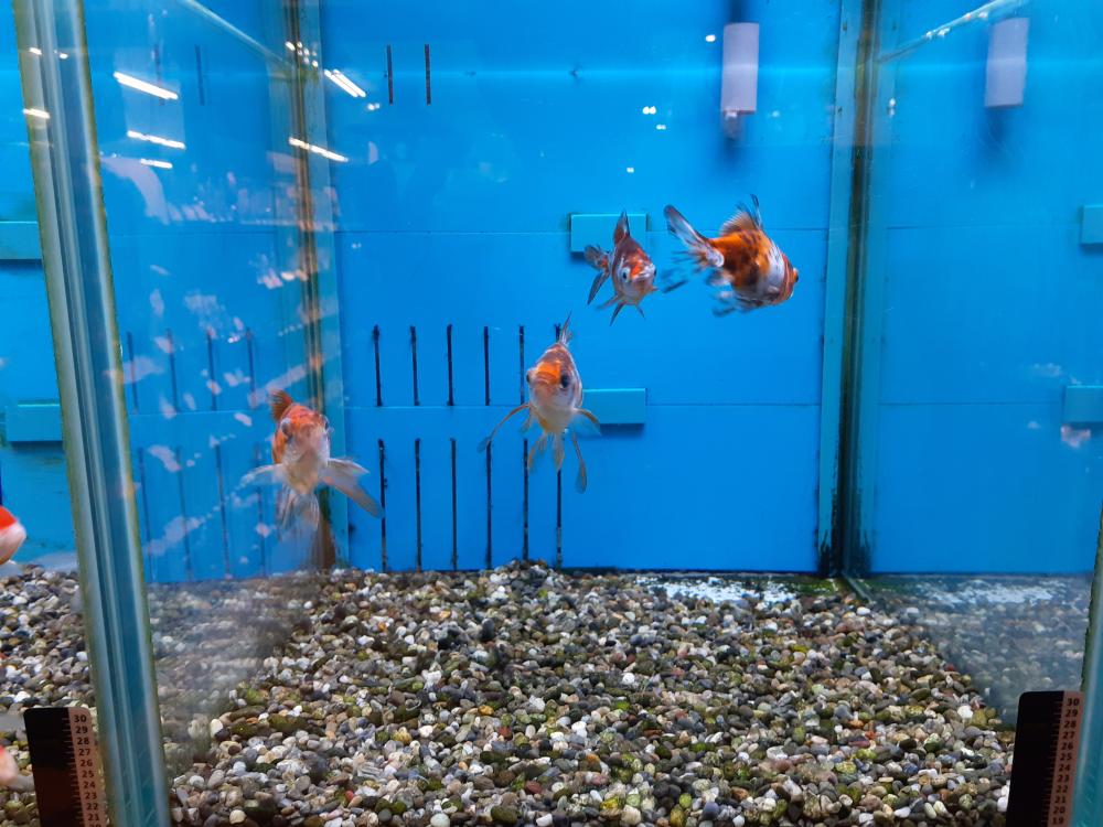 金魚 の詳細情報 ペットを探す ペットワールド アミーゴ