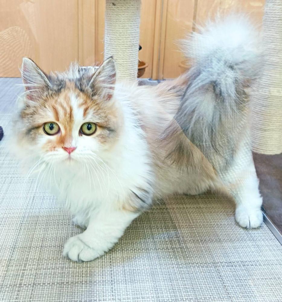 ラガマフィンの詳細情報 ペットを探す ペットワールド アミーゴ