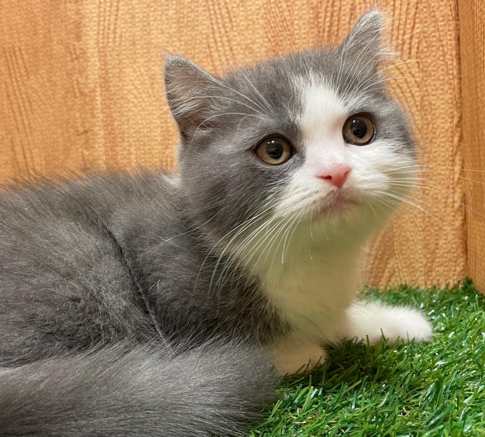 ミックス猫の詳細情報 ペットを探す ペットワールド アミーゴ ミックス猫の詳細情報 ペットを探す ペットワールド アミーゴ