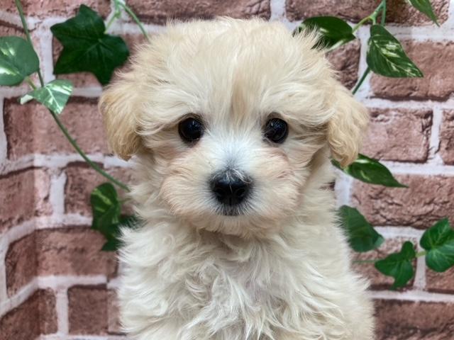 ミックス犬の詳細情報 ペットを探す ペットワールド アミーゴ