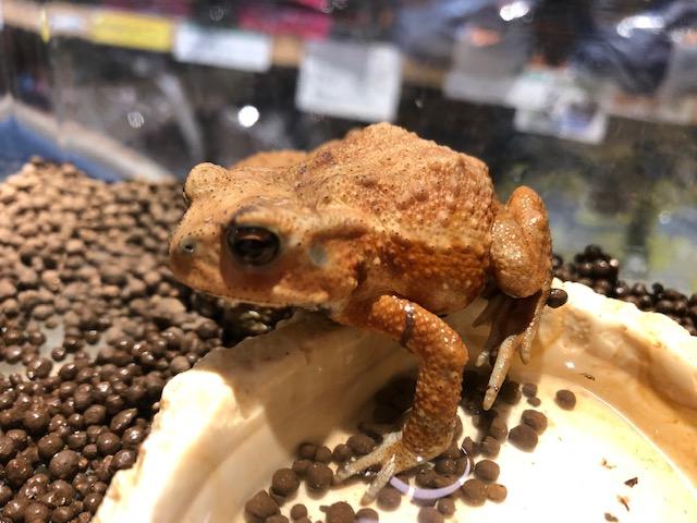両生類 その他カエルの詳細情報 ペットを探す ペットワールド アミーゴ