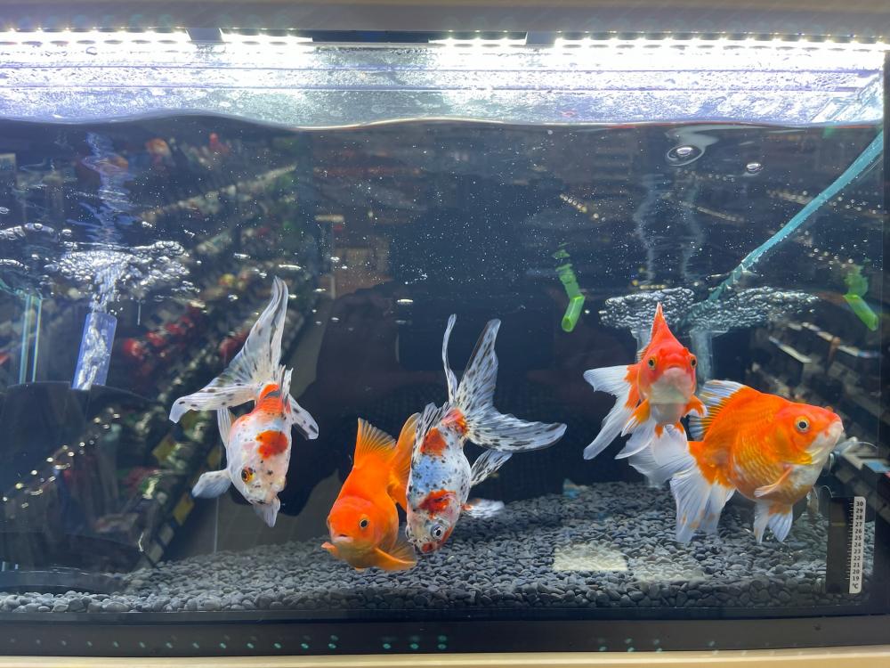 金魚 の詳細情報 ペットを探す ペットワールド アミーゴ 金魚 の詳細情報 ペットを探す ペットワールド アミーゴ