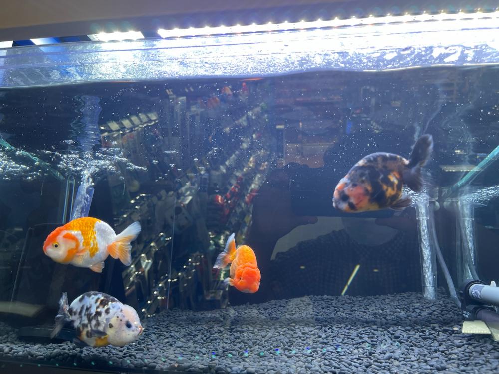 金魚 の詳細情報 ペットを探す ペットワールド アミーゴ 金魚 の詳細情報 ペットを探す ペットワールド アミーゴ