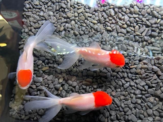 金魚 の詳細情報 ペットを探す ペットワールド アミーゴ 金魚 の詳細情報 ペットを探す ペットワールド アミーゴ