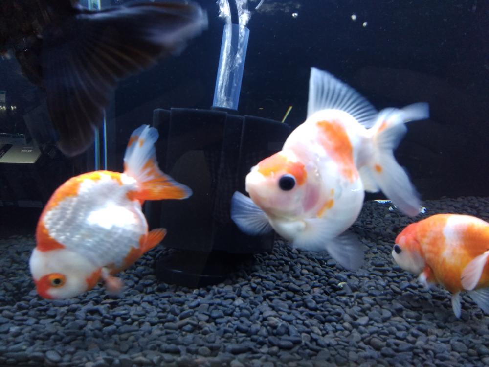 金魚 の詳細情報 ペットを探す ペットワールド アミーゴ