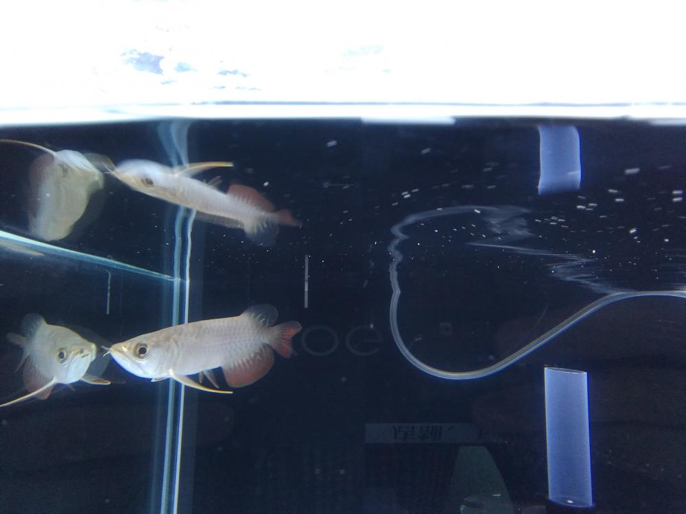 金魚 の詳細情報 ペットを探す ペットワールド アミーゴ 金魚 の詳細情報 ペットを探す ペットワールド アミーゴ