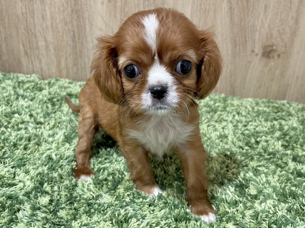 キャバリア キング チャールズ スパニエルの詳細情報 ペットを探す ペットワールド アミーゴ