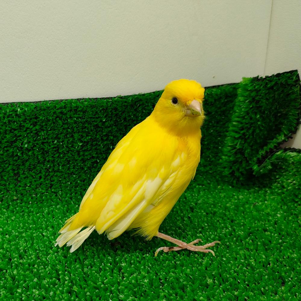 鳥 その他の詳細情報 ペットを探す ペットワールド アミーゴ 鳥 その他の詳細情報 ペットを探す ペットワールド アミーゴ