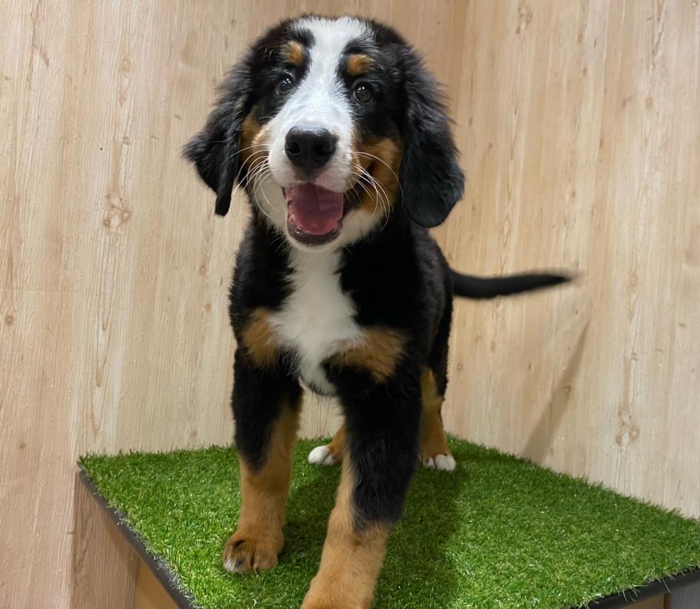 バーニーズ マウンテン ドッグの詳細情報 ペットを探す ペットワールド アミーゴ