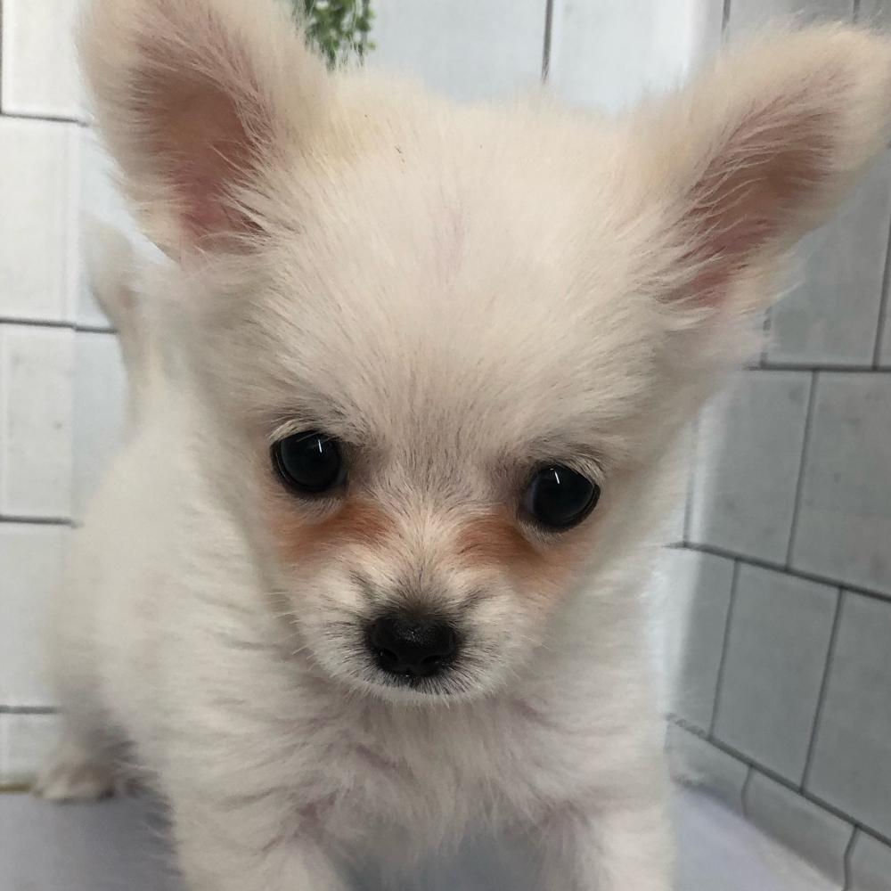 ミックス犬の詳細情報 ペットを探す ペットワールド アミーゴ