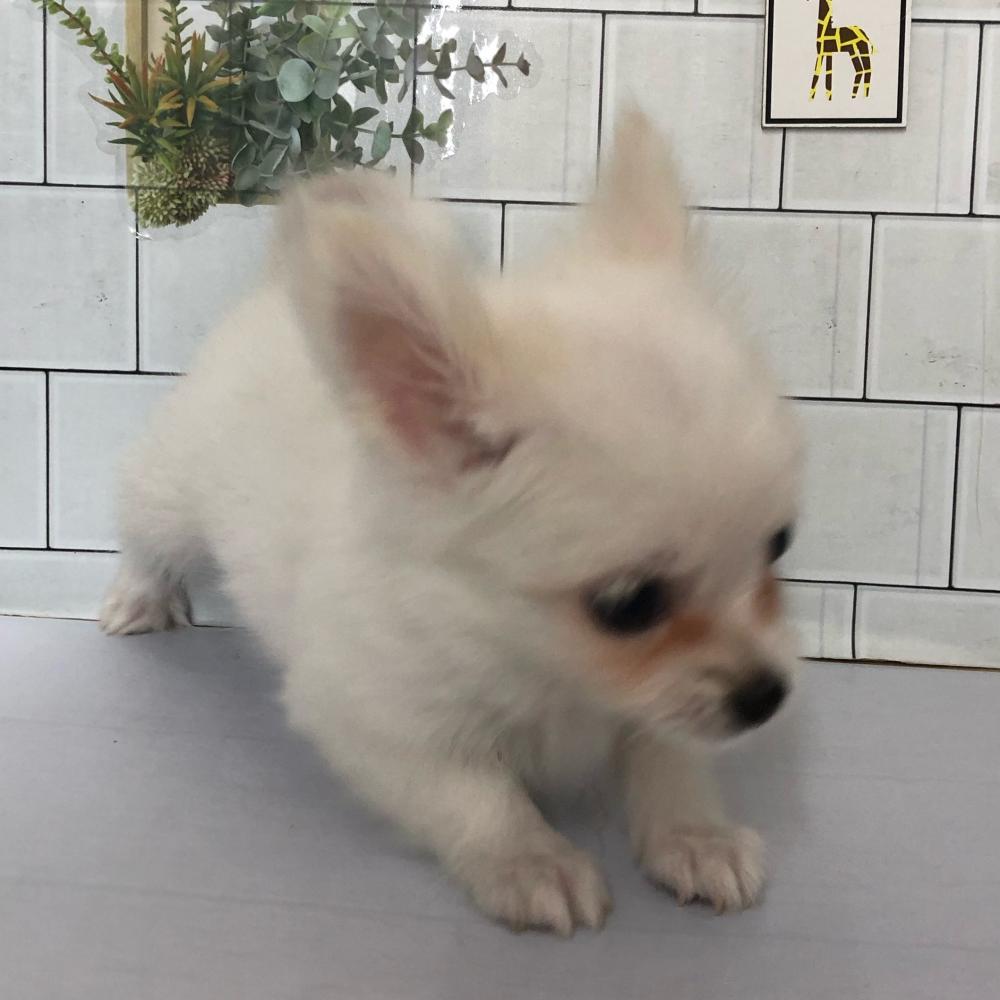 ミックス犬の詳細情報 ペットを探す ペットワールド アミーゴ